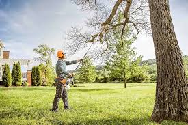 Best Tree Trimming and Pruning  in Caon City, CO