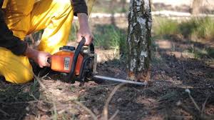 Best Arborist Consultation Services  in Caon City, CO