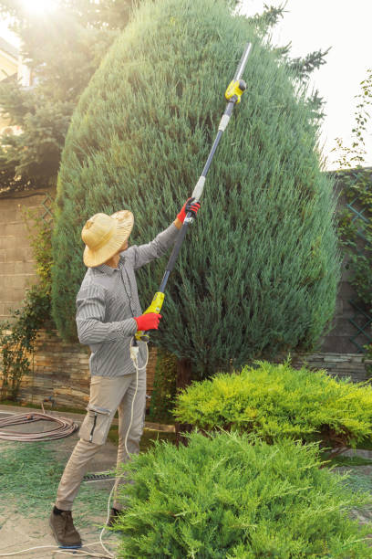 Best Lawn Pest Prevention  in Caon City, CO