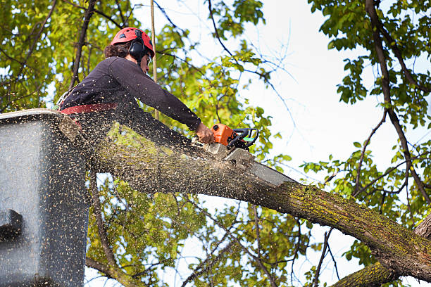 Best Stump Grinding and Removal  in Caon City, CO